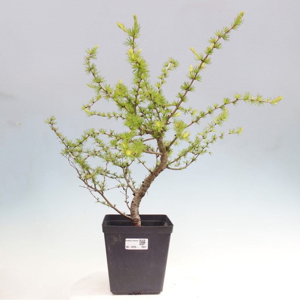 Bonsaï d'extérieur -Larix decidua - Mélèze