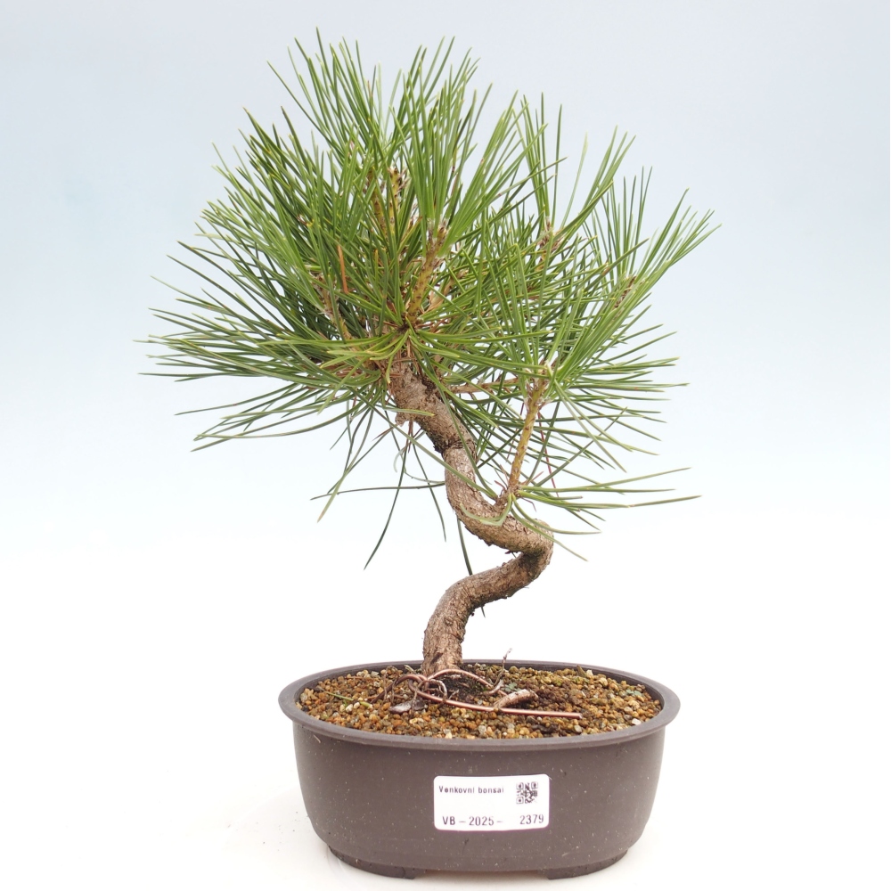Bonsaï d'extérieur - Pinus thunbergii - Pin de Thunberg