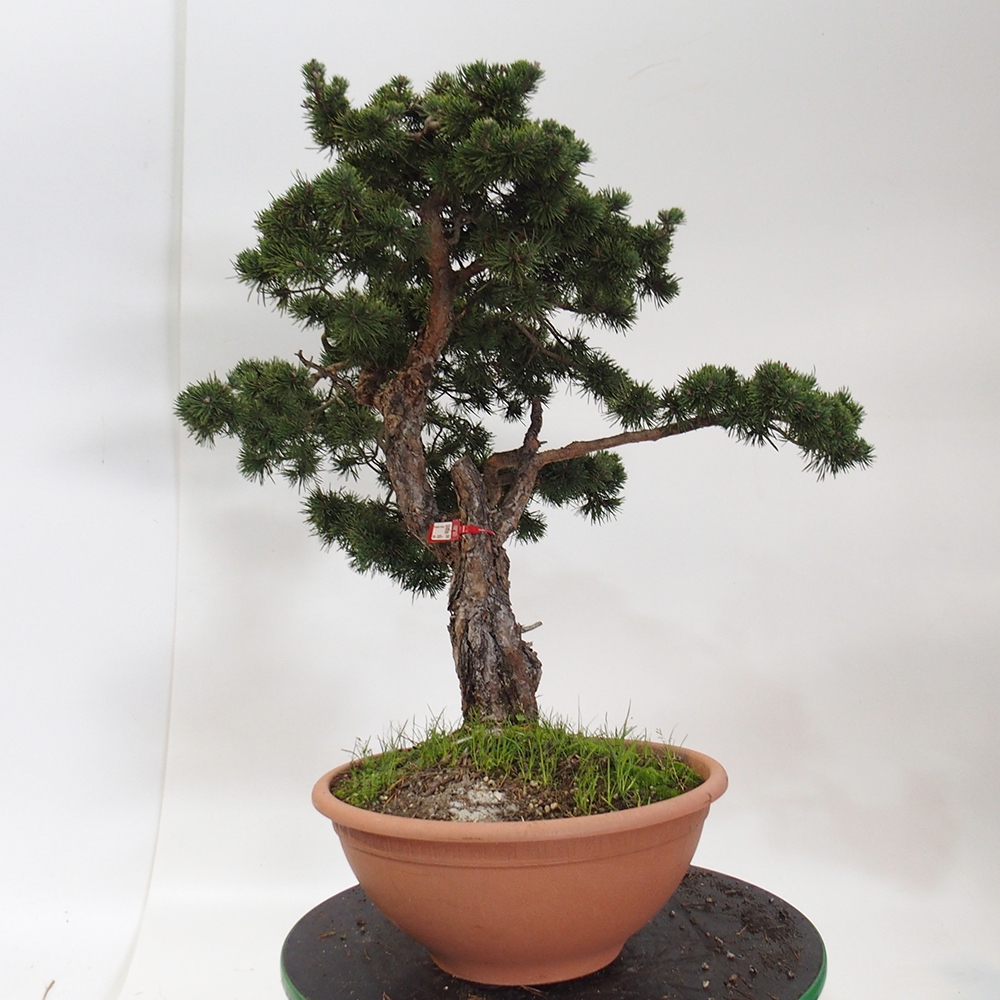 Yamadori - Pinus sylvestris Espagne