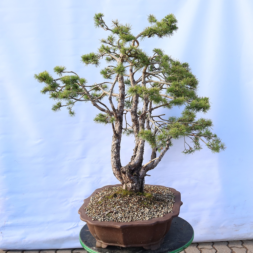 Pinus sylvestris Espagne - pin sylvestre