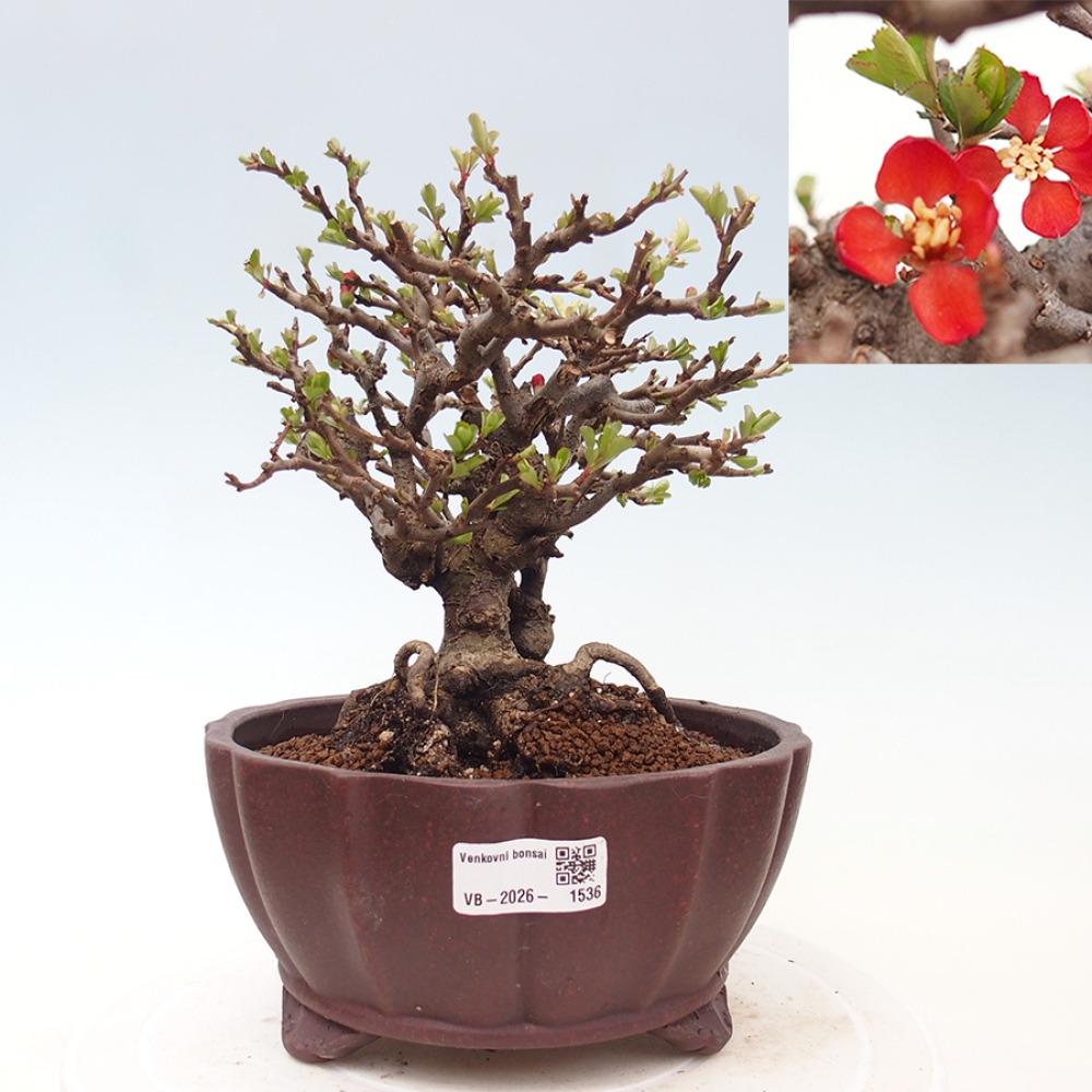 Bonsaï d'extérieur - Chaneomeles speciosa - Coing