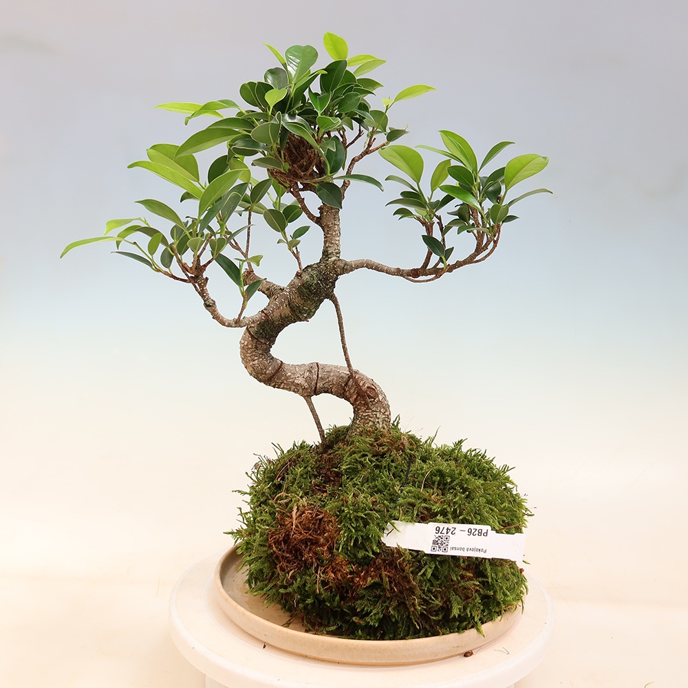 Kokedama avec soucoupe - ficus à petites feuilles - Ficus kimmen