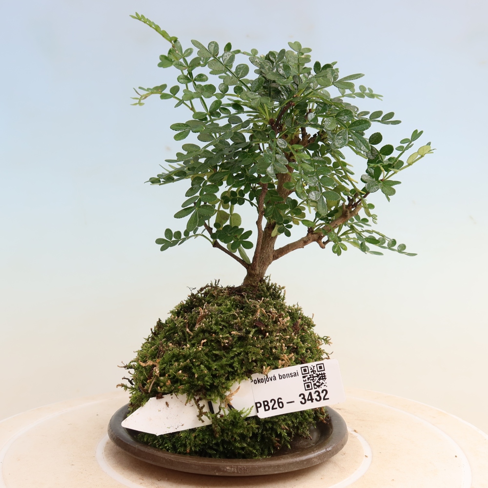 Kokedama avec soucoupe - Zantoxylum piperitum - poivrier