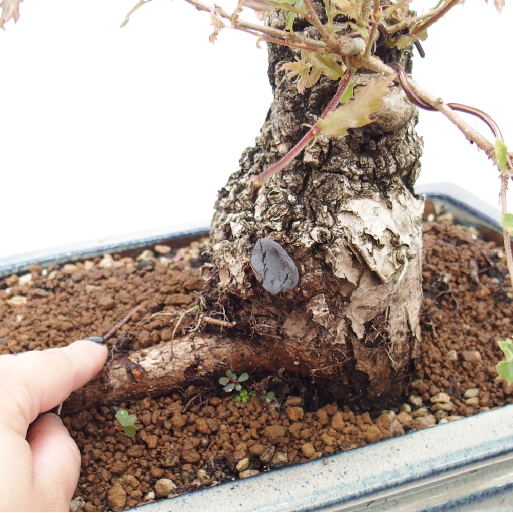 Yamadori - Quercus Ilex - Chêne vert