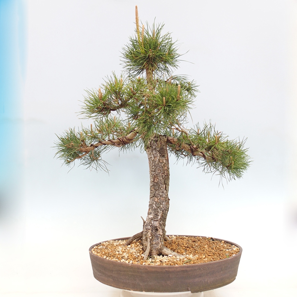 Bonsaï d'extérieur - Pinus thunbergii - Pin de Thunberg