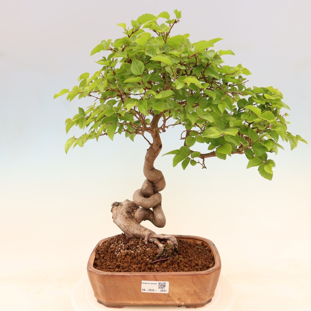 Bonsaï d'extérieur -Carpinus Coreana - Charme de Corée