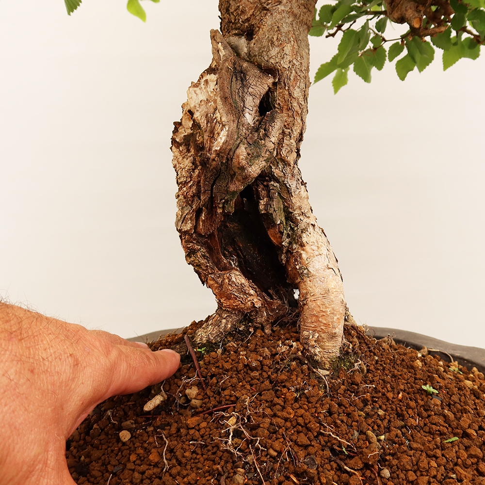 Bonsaï d'extérieur -Carpinus Coreana - Charme de Corée