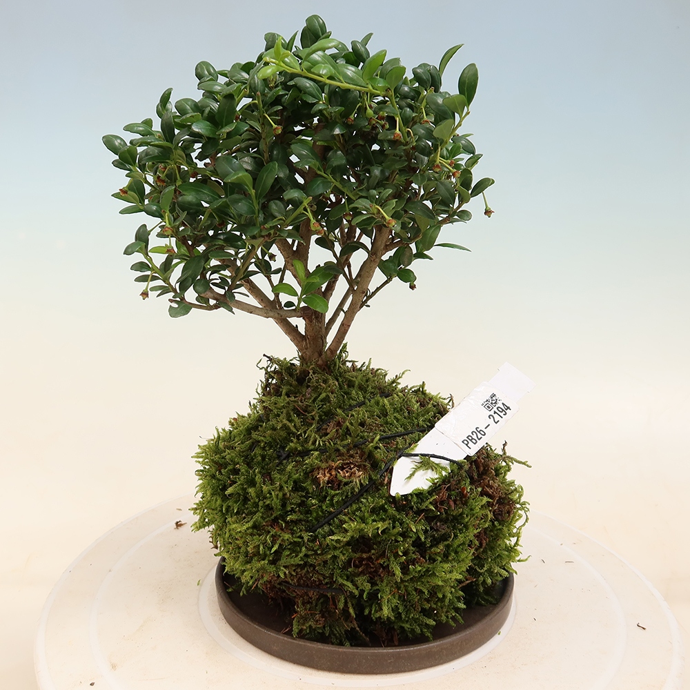 Kokedama avec soucoupe - Ilex crenata - Houx