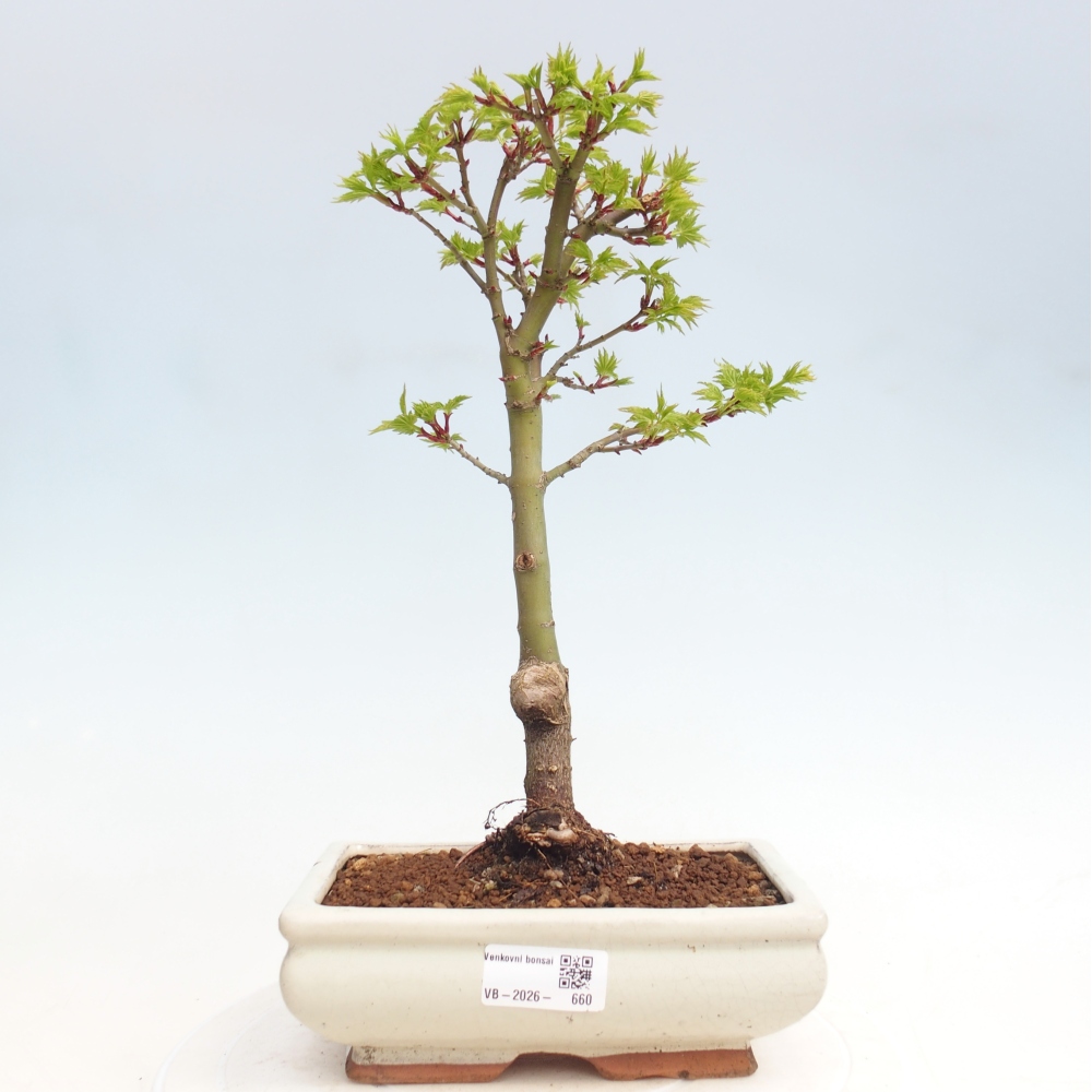 Bonsaï d'extérieur -Javor palm Acer palmatum Shishigashira