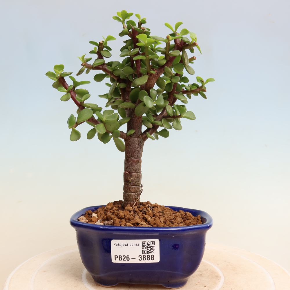 Bonsaï de chambre - Portulakaria Afra - Tlustice