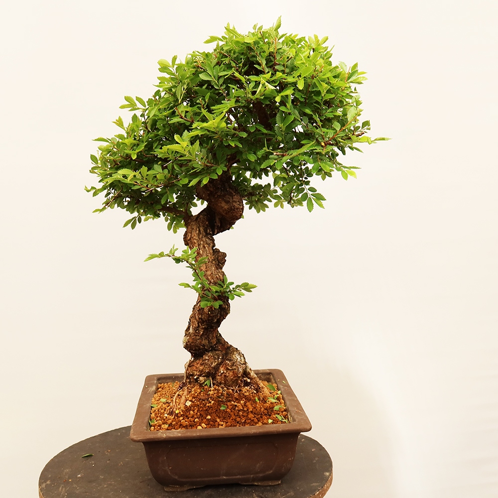 Bonsaï d'extérieur - Zelkova - Zelkova NIRE