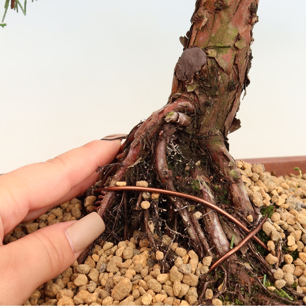 Bonsaï d'extérieur - Juniperus chinensis Kishu