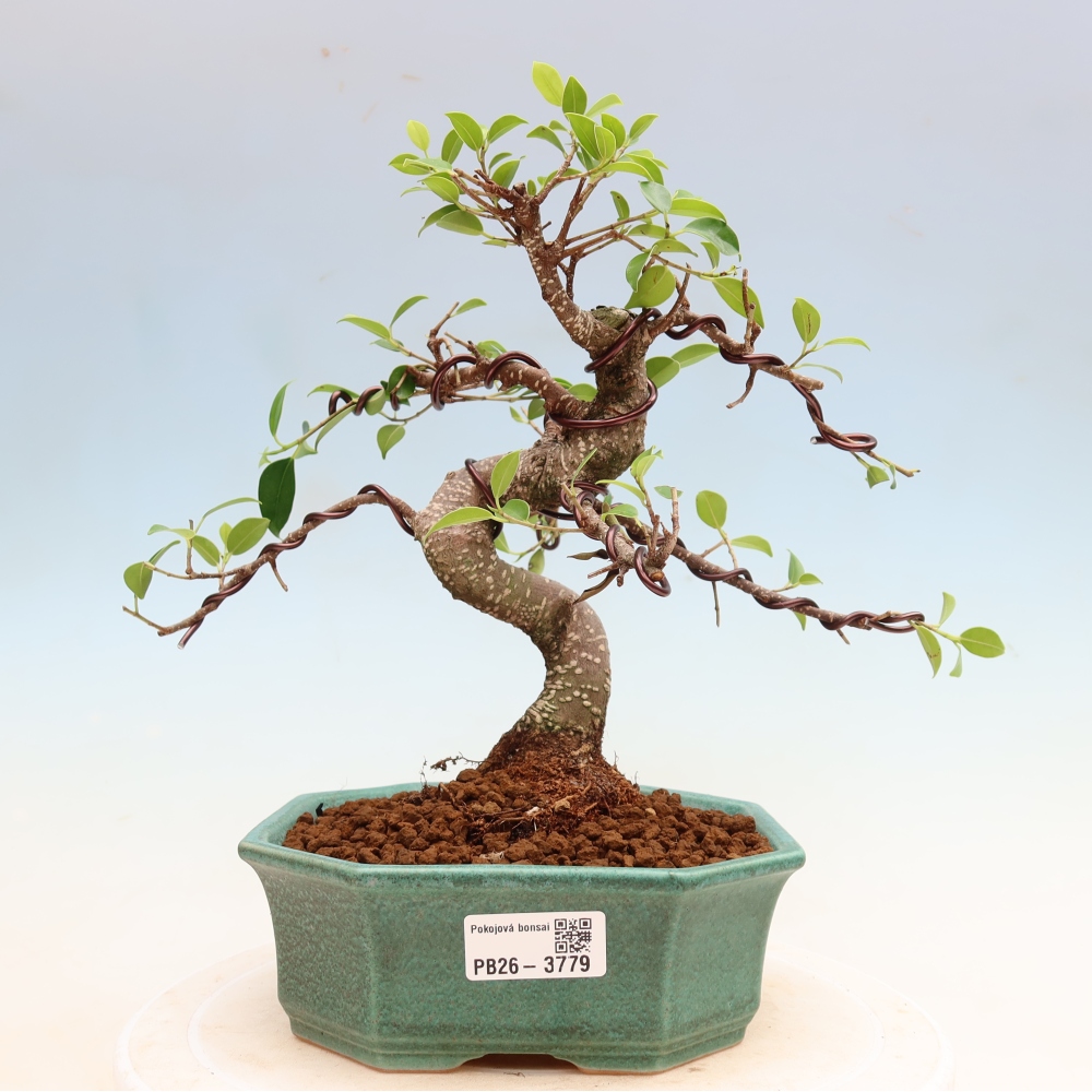 Salle bonsaï - Ficus kimmen - ficus à petites feuilles