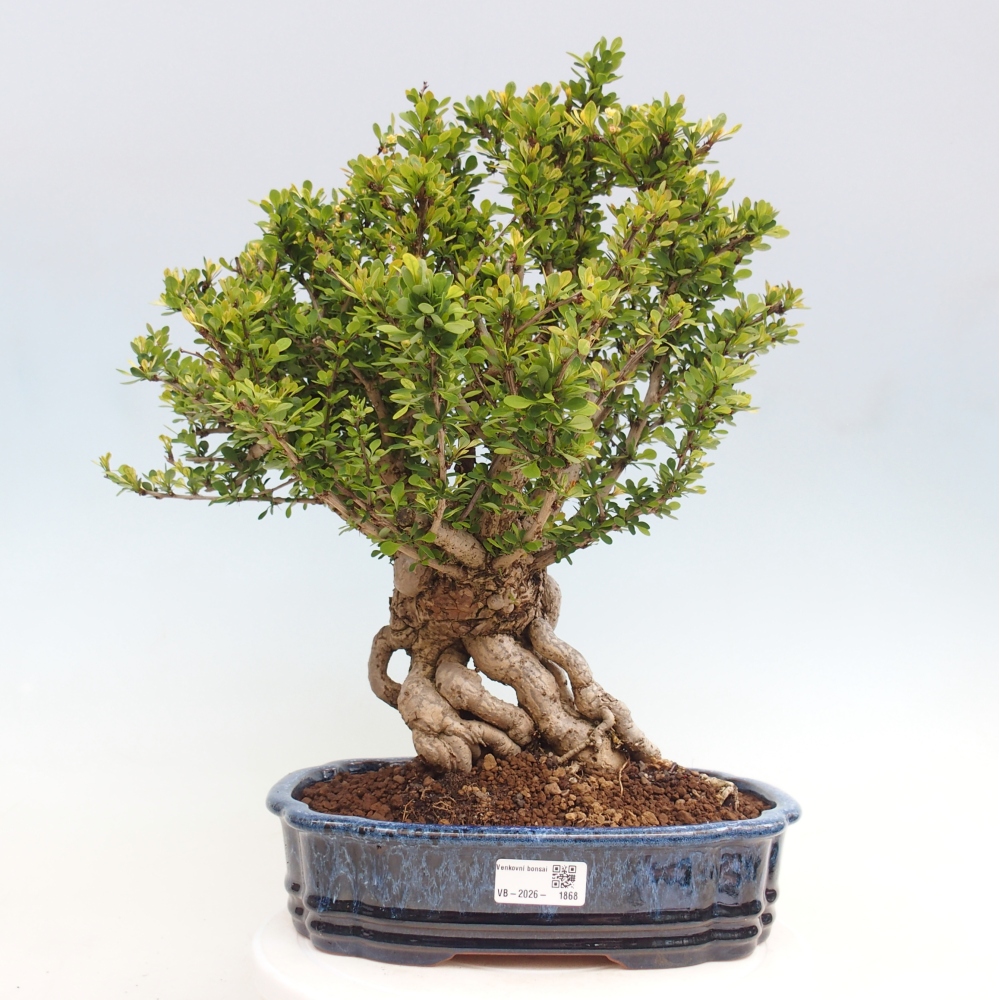 Bonsaï d'extérieur - Berberis coreana