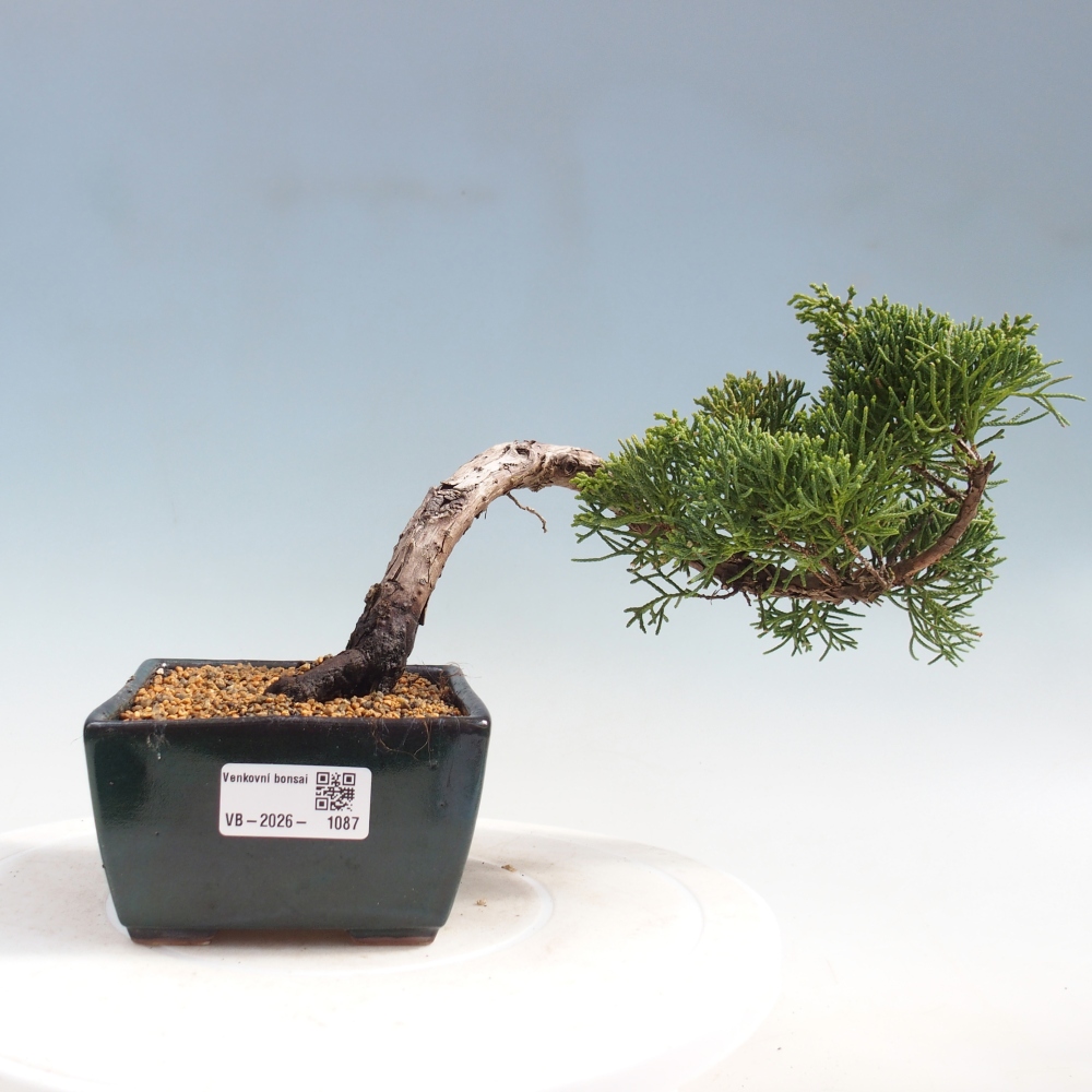 Bonsaï d'extérieur - Juniperus chinensis Kishu