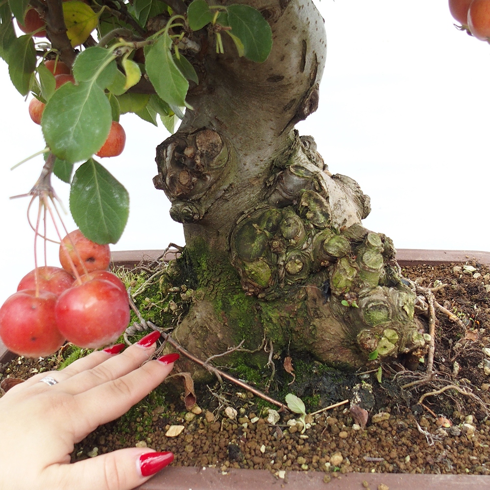 Bonsaï d'extérieur -Malus halliana - Pommier à petits fruits