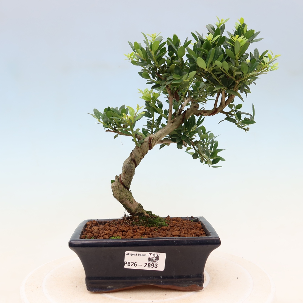 Bonsaï de chambre - Ilex crenata - Houx