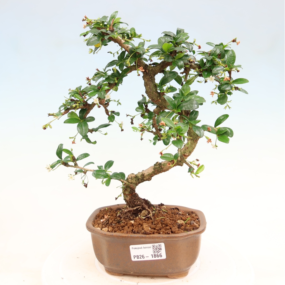 Bonsaï de chambre - Carmona macrophylla - Tea fuki
