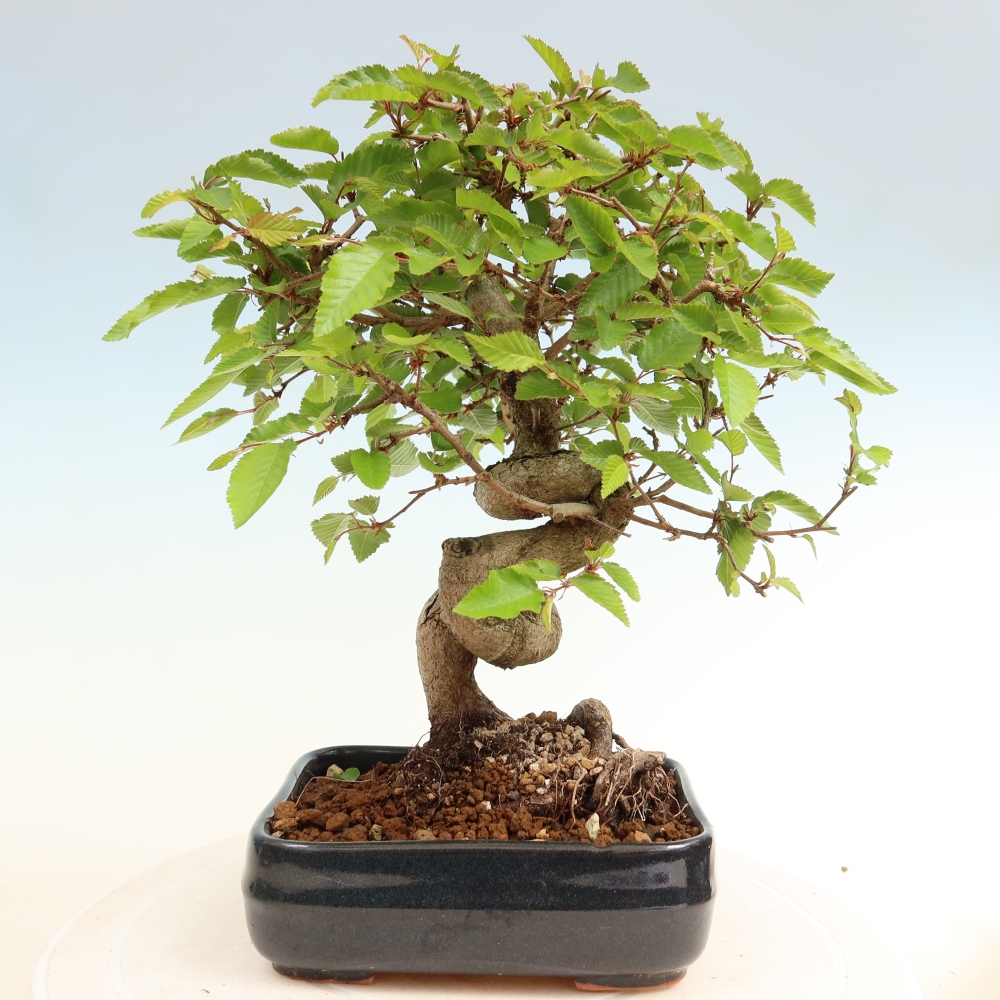 Bonsaï d'extérieur -Carpinus Coreana - Charme de Corée