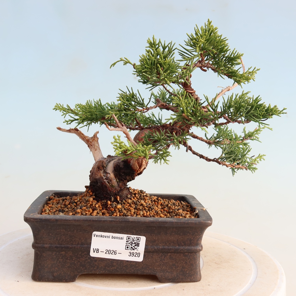 Bonsaï d'extérieur - Juniperus chinensis Itoigawa
