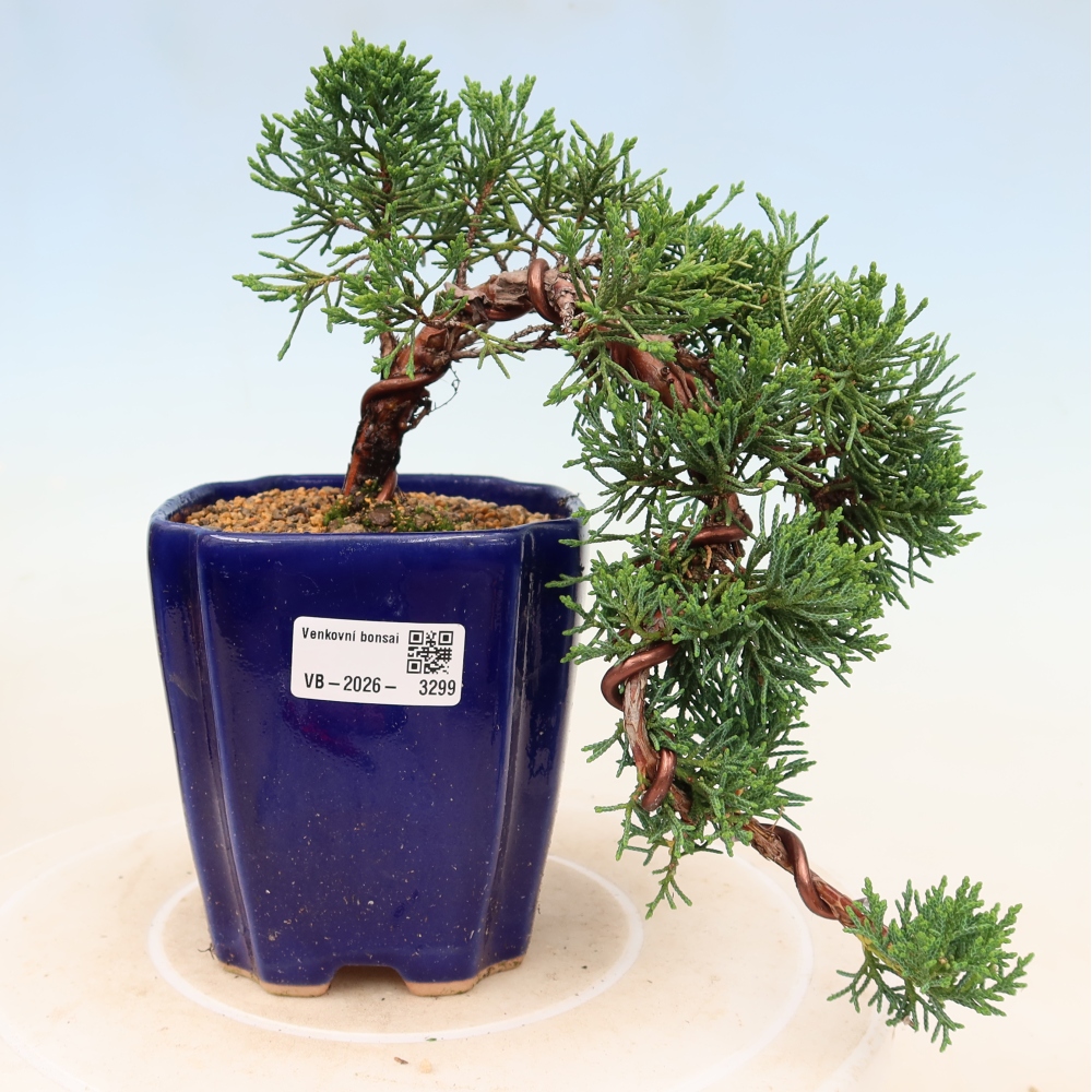 Bonsaï d'extérieur - Juniperus chinensis Kishu