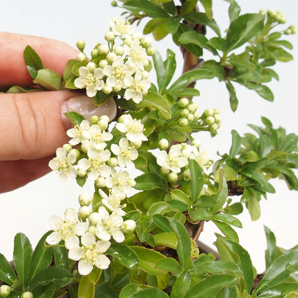 Bonsaï d'extérieur - Pyracantha teton - Pyracantha écarlate