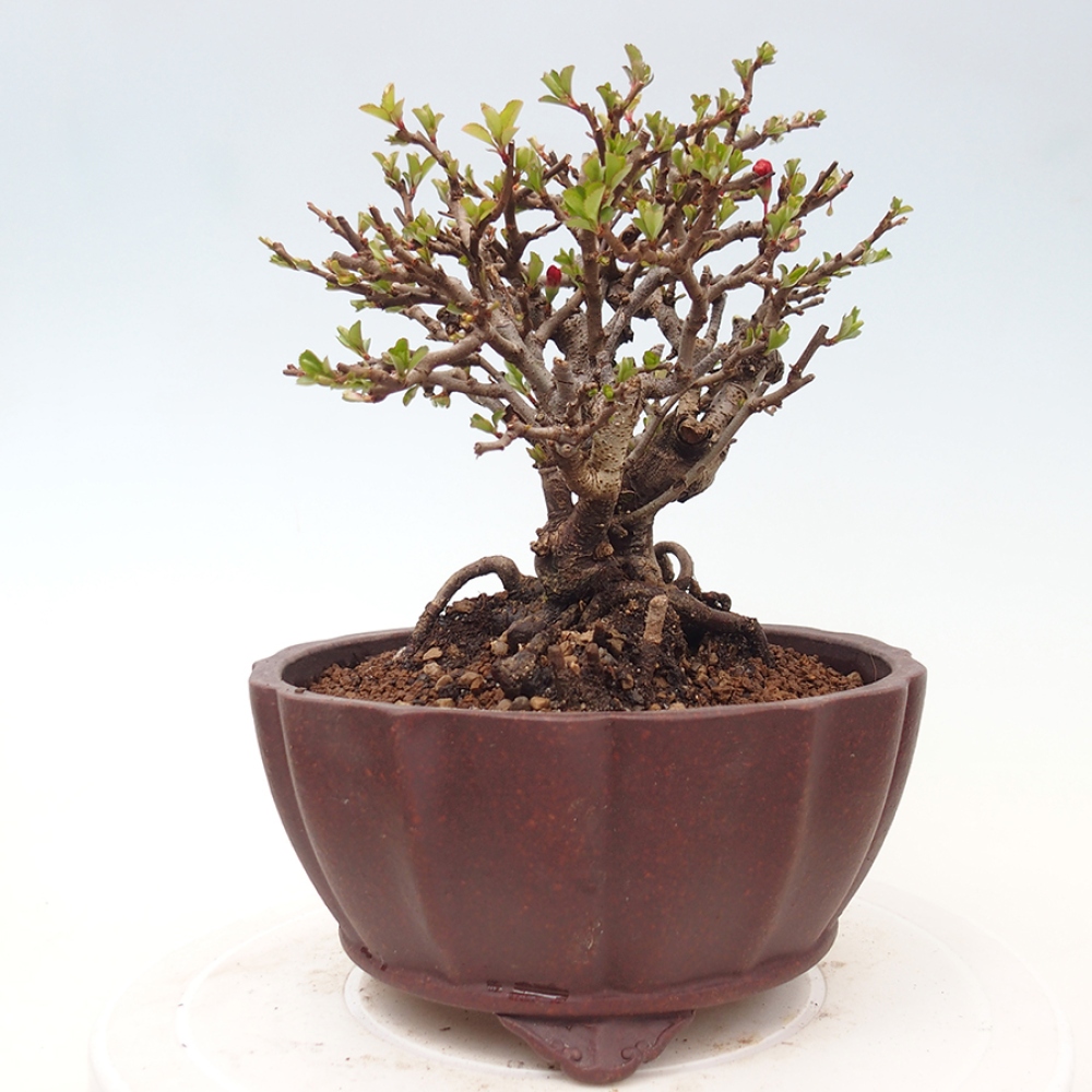 Bonsaï d'extérieur - Chaneomeles speciosa - Coing
