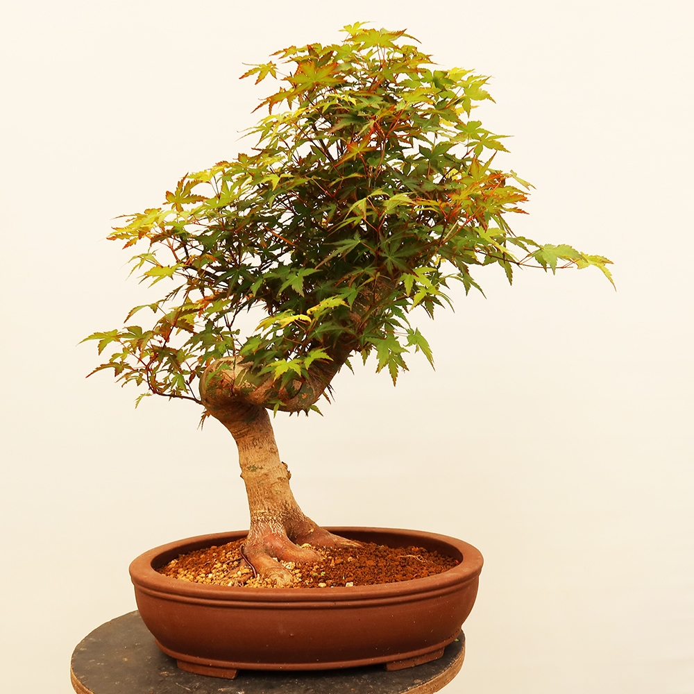 Bonsaïs d'extérieur - Maple palmatum - Palmiers