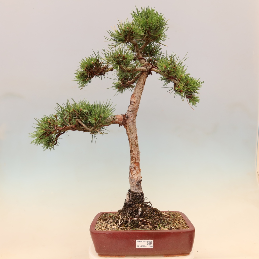 Bonsaï d'extérieur - Pinus Sylvestris Watererri - Pin sylvestre