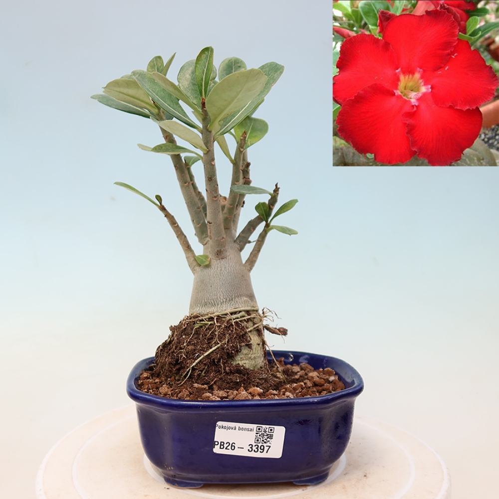 Bonsaï d'intérieur - Adenium obesum Red Star - Rose du désert