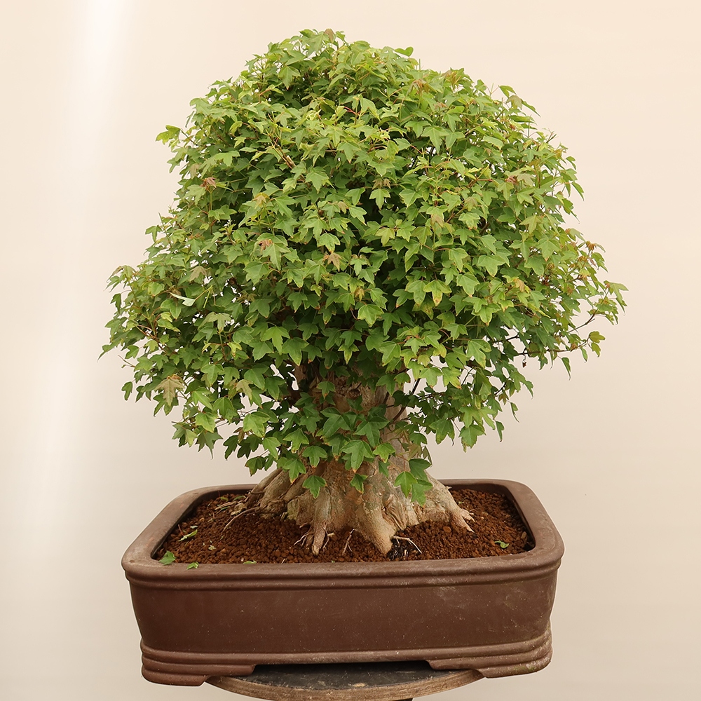 Bonsaï d'extérieur - Maple Burger - Acer Burgerianum
