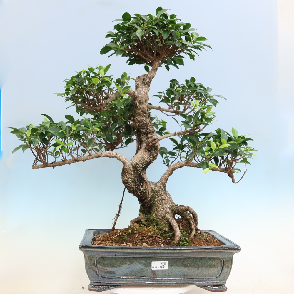Salle bonsaï - Ficus kimmen - ficus à petites feuilles