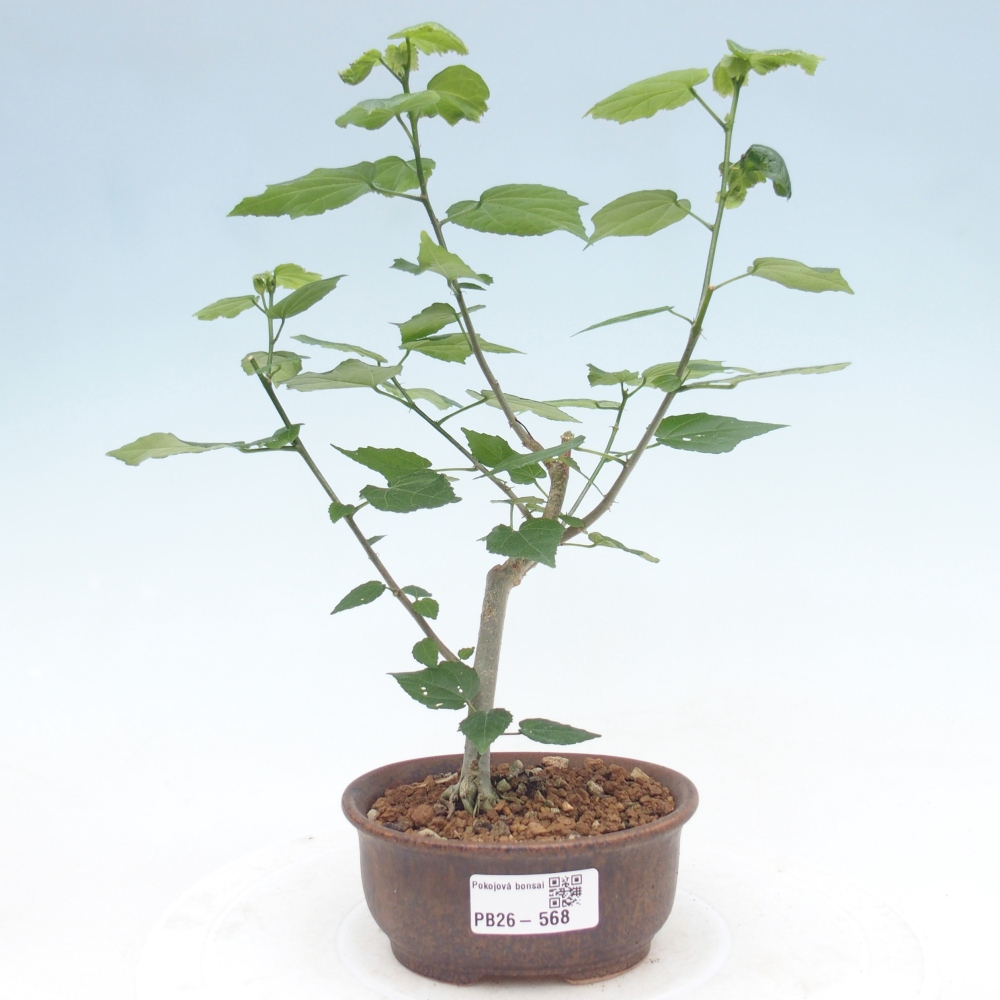 Bonsaï d'intérieur - Malvaviscus arboreus