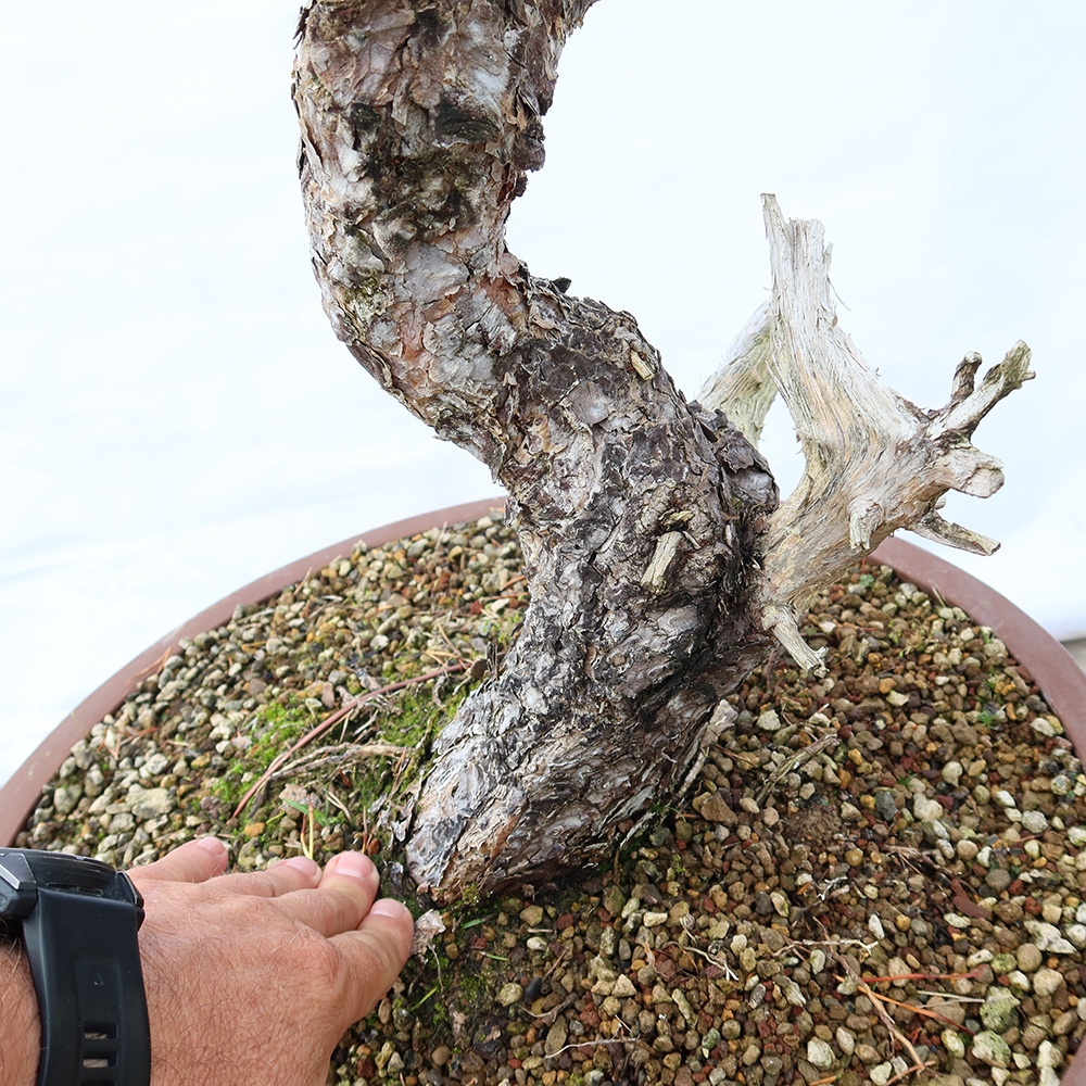 Pinus sylvestris Espagne - pin sylvestre