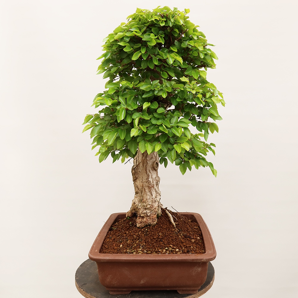 Bonsaï d'extérieur -Carpinus Coreana - Charme de Corée