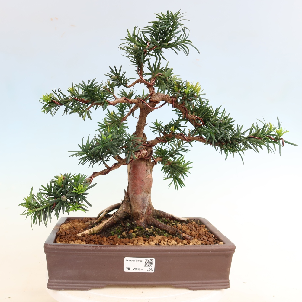 Bonsaï d'extérieur - Taxus cuspidata - If japonais