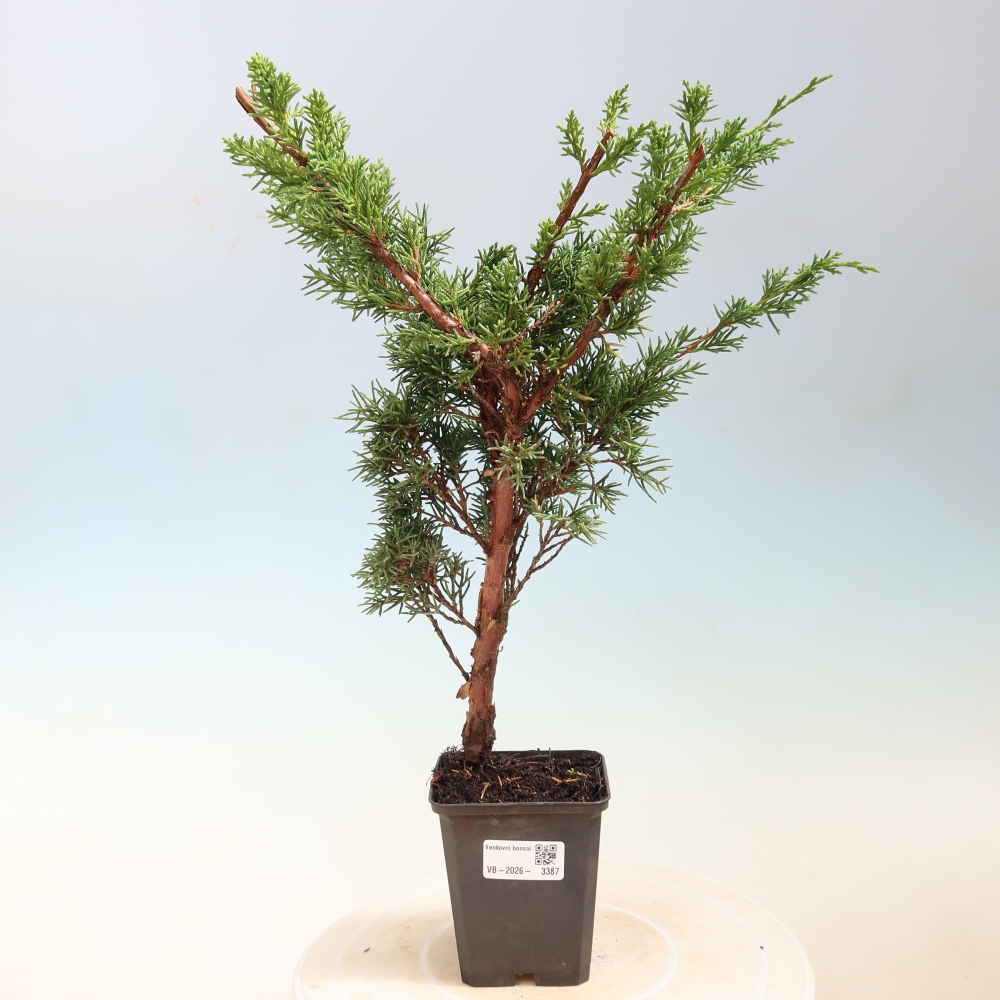 Bonsaï d'extérieur - Juniperus chinensis Kishu