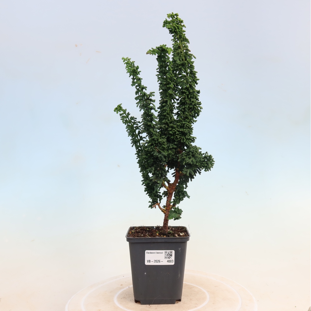 Bonsaï d'extérieur - Cham. obtusa SEKKA HINOKI - Cyprès