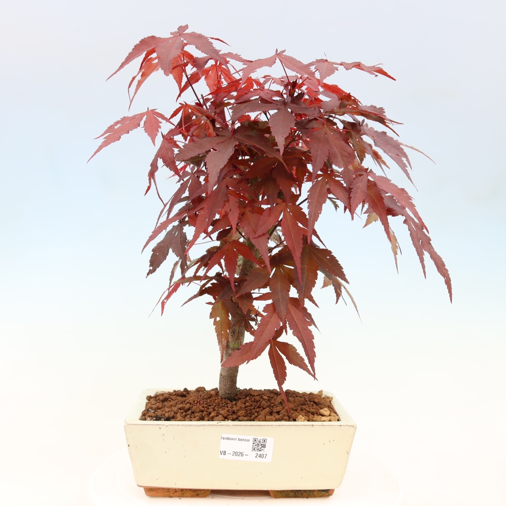 Bonsaï d'extérieur - Acer palm. Atropurpureum-Javor palmate