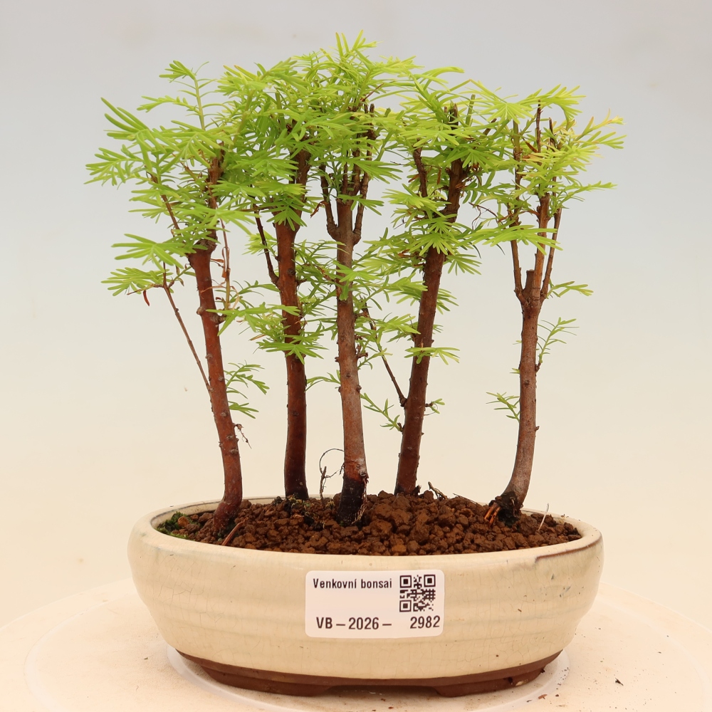 Bonsaï d'extérieur - Metasequoia glyptostroboides - Métaséquoia de Chine - petit bosquet