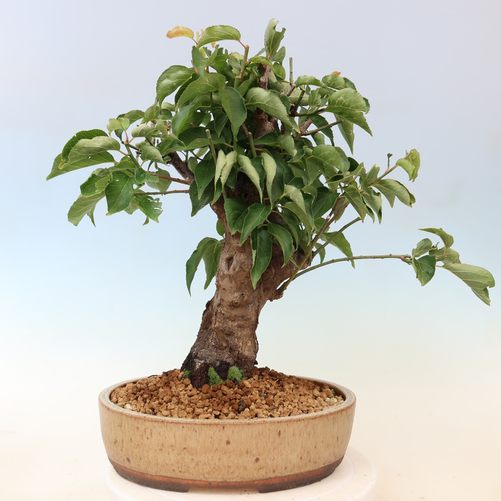 Bonsaï d'extérieur - Abricotier japonais - Prunus Mume