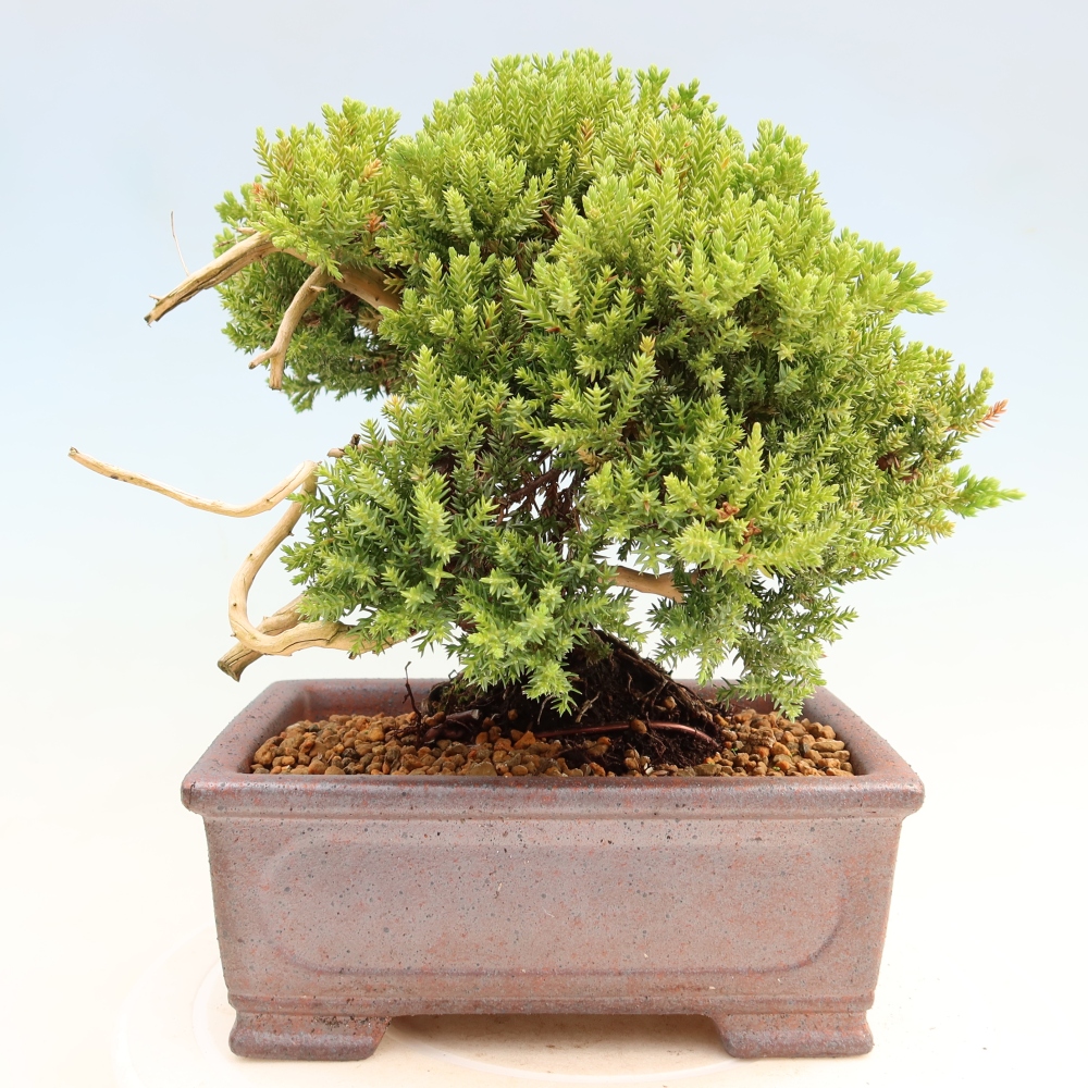 Bonsaï d'extérieur - Juniperus procumbens - Juniperus procumbens