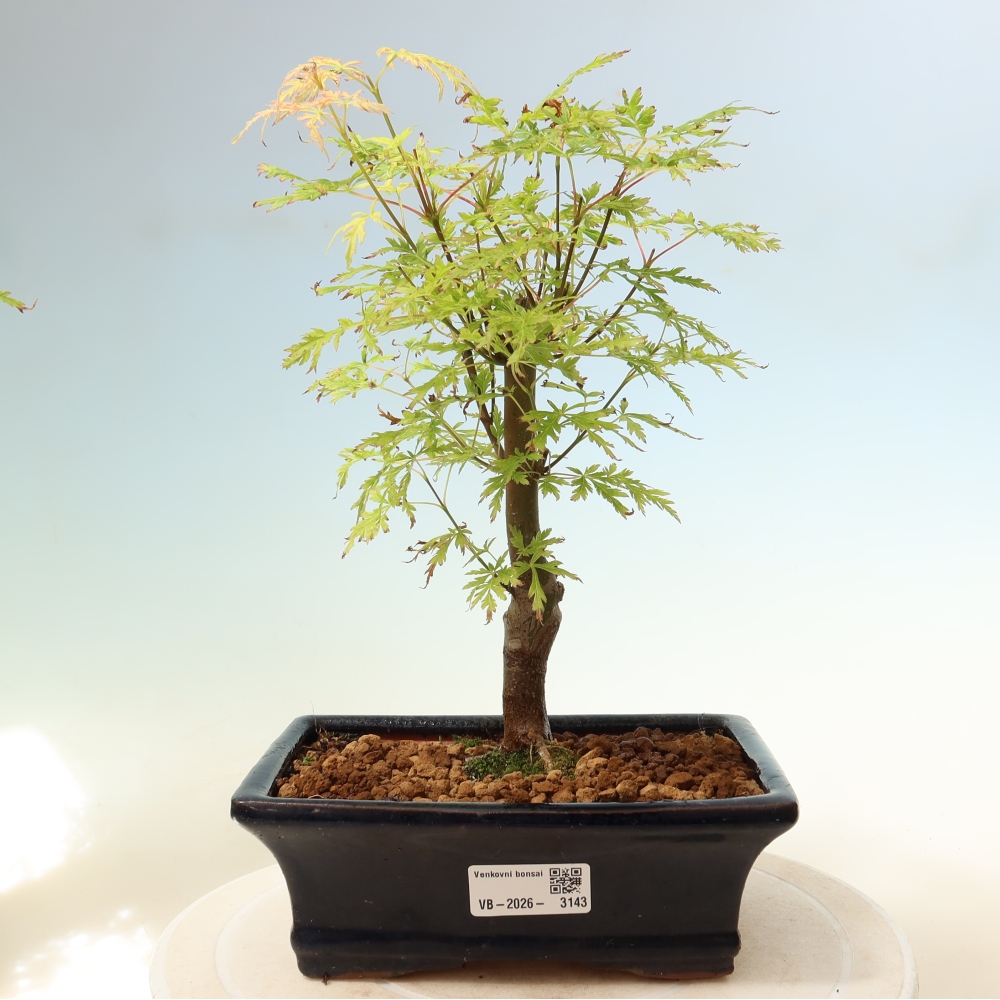 Bonsaï d'extérieur - Acer palmatum Dissectum