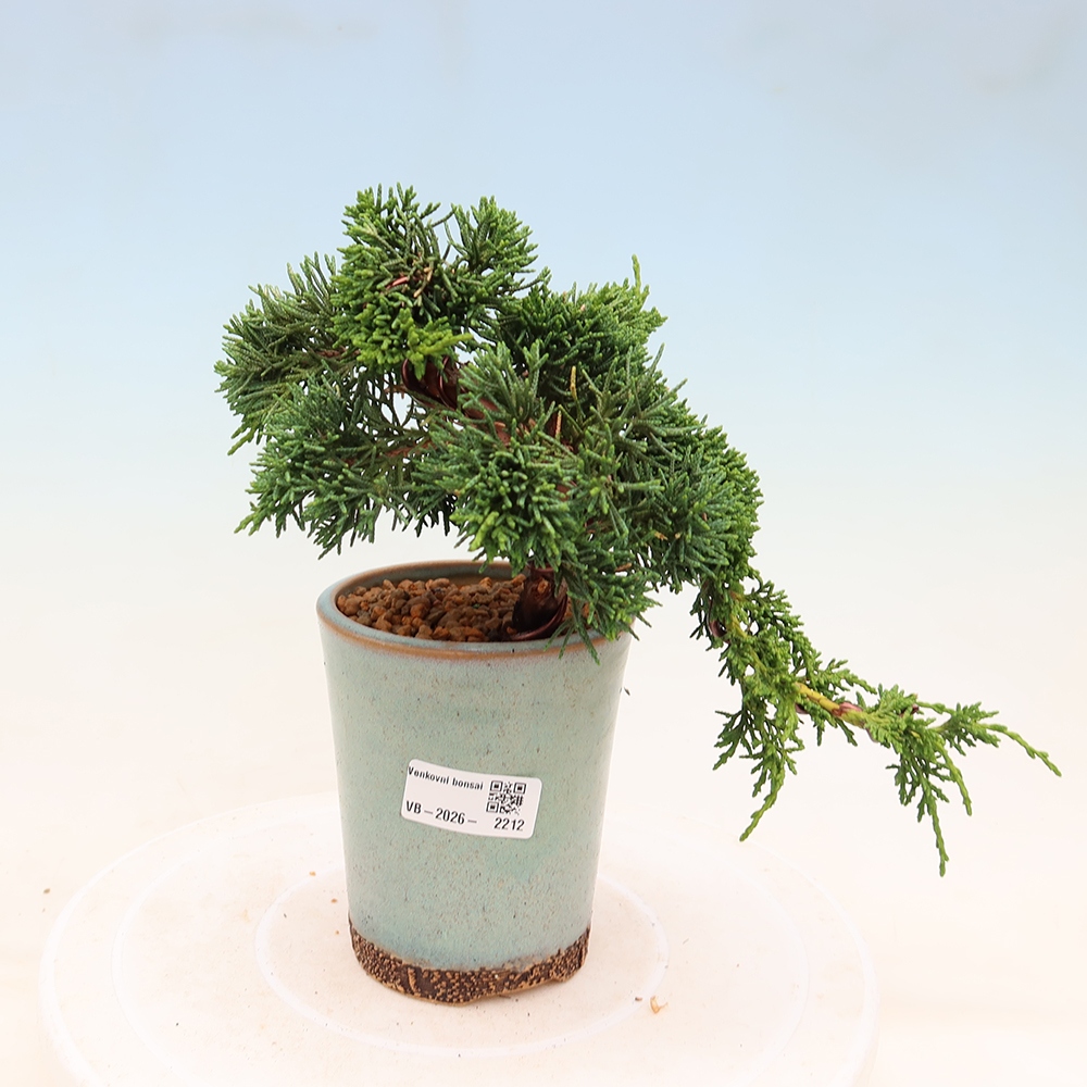 Bonsaï d'extérieur - Juniperus chinensis Kishu
