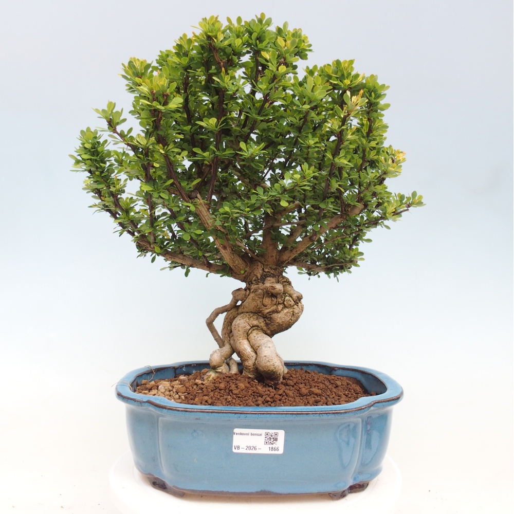 Bonsaï d'extérieur - Berberis coreana