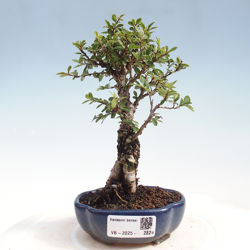 Bonsaï d'extérieur - Zelkova - Zelkova NIRE