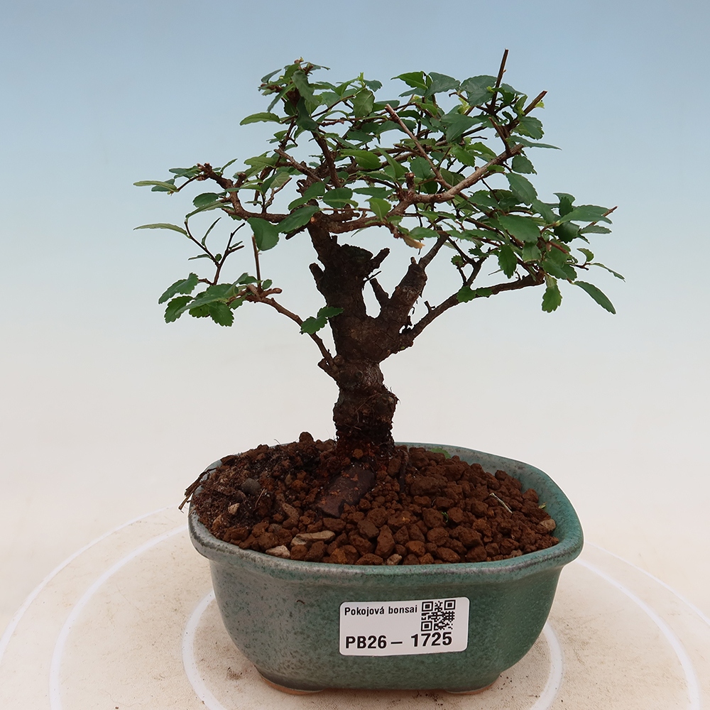 Bonsaï de chambre - Ulmus parvifolia - Orme à petites feuilles