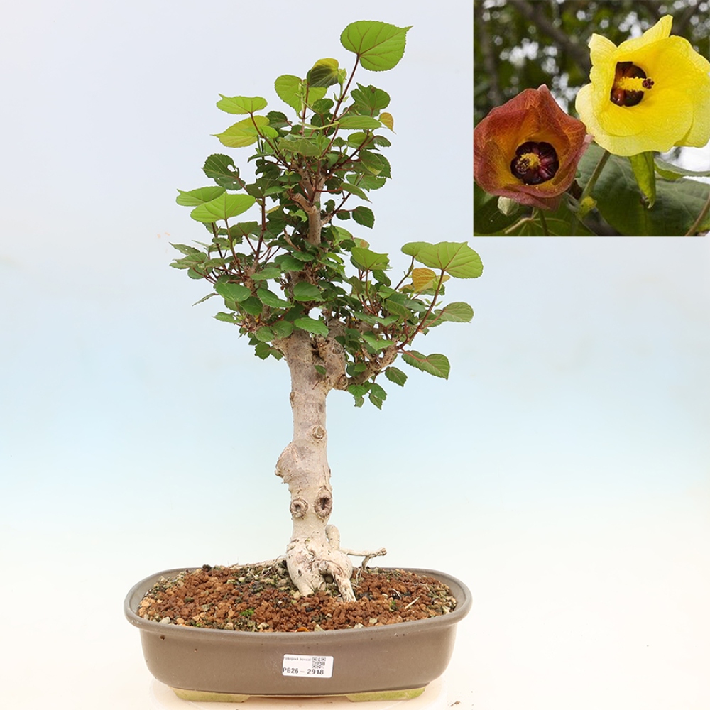 Bonsaï d'intérieur - Hibiscus tiliaceus - Hibiscus de mer