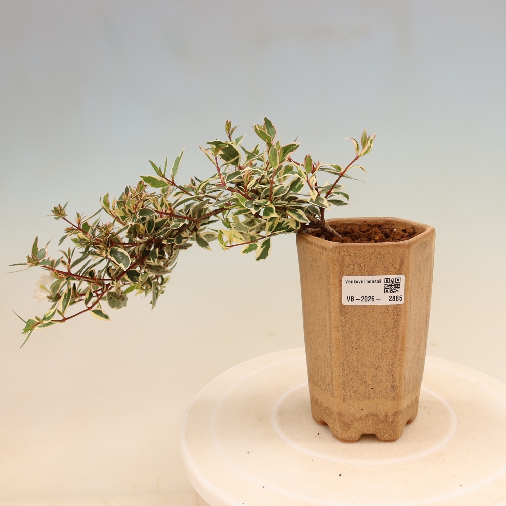 Bonsaï d'extérieur - Abelia gr. Confetti - Abélie à grandes fleurs