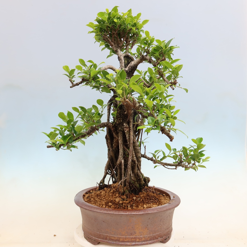 Salle bonsaï - Ficus kimmen - ficus à petites feuilles